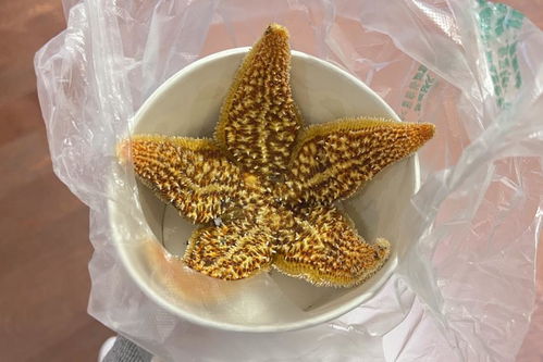 海星的进食方式探究 1