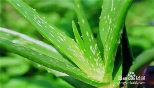 家中除甲醛必备！六大高效吸甲醛植物排行榜！ 1