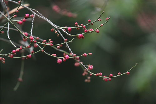 蚂蚁庄园揭秘：梅花傲骨寒中香，探究其独特生长奥秘 1