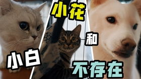 超萌猫咪瞬间大集合，笑点泪点全get√ 1