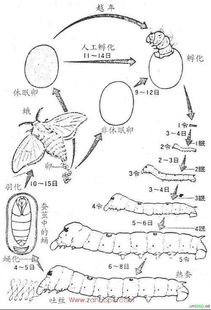 蚕的生长过程是怎样的？详细解答请告知 2