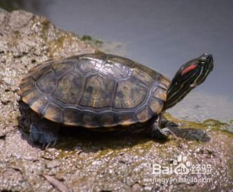 怎样正确饲养红耳巴西龟？ 1