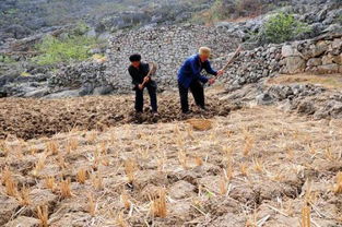 盐碱地也能丰收！揭秘适宜种植的农作物 2