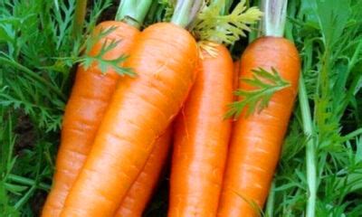 揭秘！'Carrot'这个词的真正含义是什么？ 2