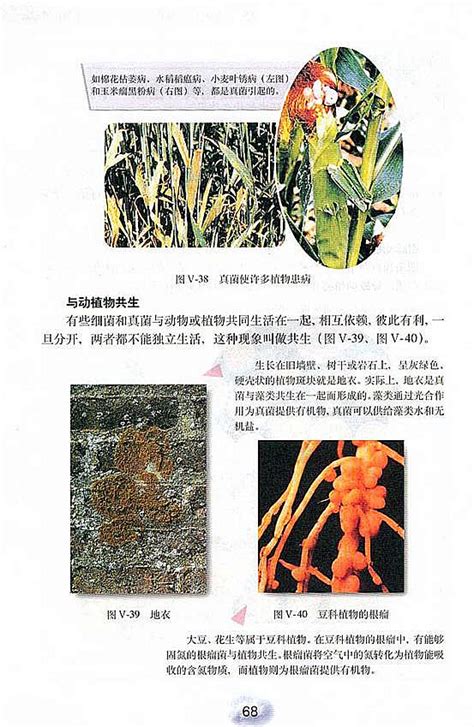 揭秘：细菌在自然界中的神奇作用 2