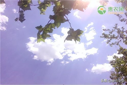 揭秘：秋老虎的威力，通常在哪个时间段肆虐？ 2