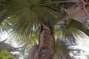 铁树开花已属难得？哪些花百年一开堪称真绝色？ 2