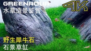 水草造景的实用技巧与步骤 3