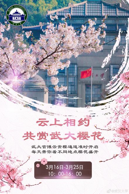 武大樱花直播盛启，云端共赏武大樱海美景 2