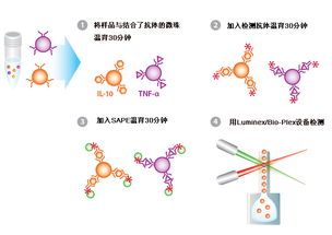 揭秘：高效检验蛋白质的绝妙方法 4