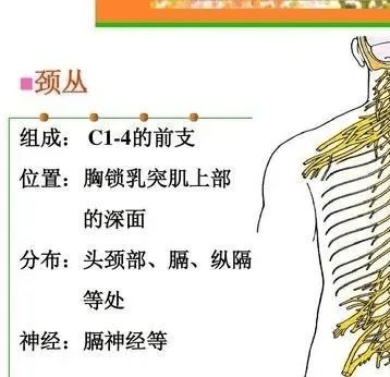 探索颈字的无限组合：你知道用'颈'能组成多少词汇吗？ 3