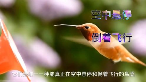 揭秘：蚂蚁庄园中哪种神奇鸟类竟能倒着飞翔？ 1