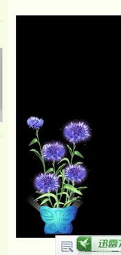 拯救枯萎的QQ空间花藤：让爱花重焕生机秘籍 2
