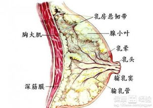 中医秘籍：有效治疗乳腺增生的自然疗法 1