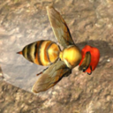 蜂巢模拟器3d v1.0.1