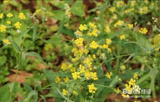 柴胡高效种植技巧揭秘 1