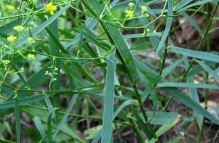 揭秘柴胡高效种植技巧 1