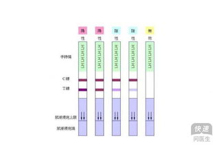 排卵试纸的正确使用方法 2