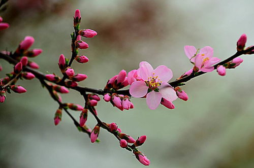 揭秘秉性真谛：梅花所蕴含的独特品质是什么？ 2