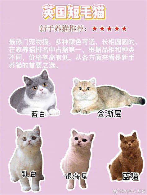 哪些是最常见的猫咪种类？ 1