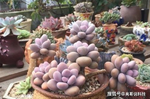 多肉植物养护秘籍：全面掌握养殖方法与不可忽视的注意事项 3