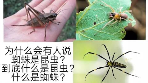 揭秘！蜘蛛竟然不是昆虫？那它到底属于哪一类生物？ 2