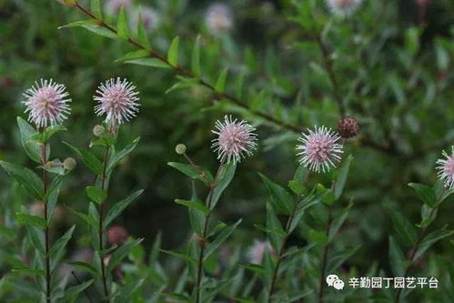 探索三大热门香草：鼠尾草的神秘、薰衣草的浪漫与百里香的馥郁 2