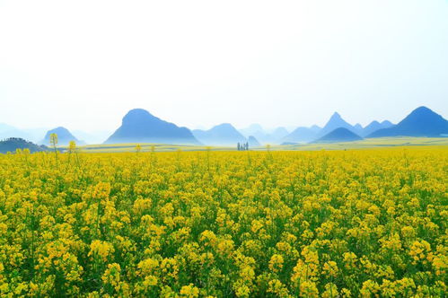 中国绝景：绚烂油菜花海 2