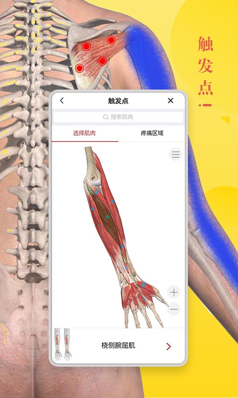 3dbody解剖图