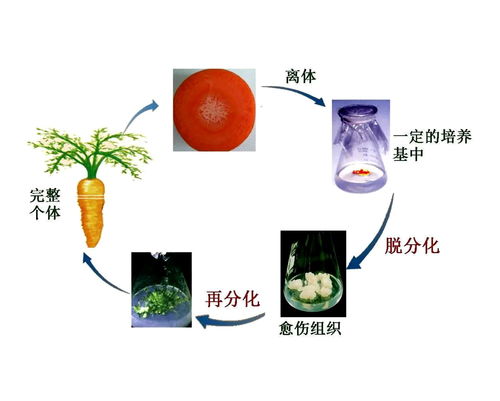 植物组织培养的三大路径 1