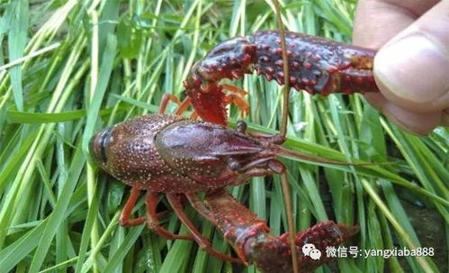 家中养小龙虾：打造专属的水族乐趣与美食源泉 1