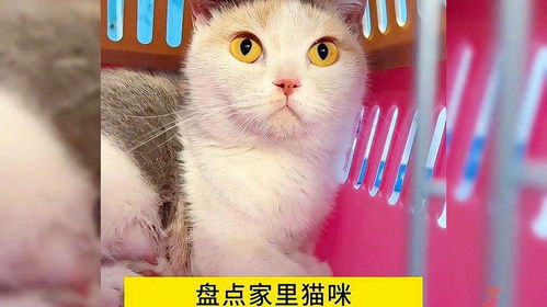 猫咪日常小视频有哪些精彩盘点？ 1