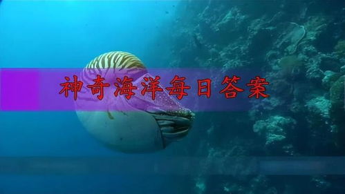 蚂蚁庄园知识问答：2024年5月2日，海滩红色旗帜的含义是什么？ 3