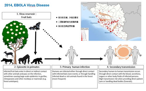 揭秘：黑天鹅事件与灰犀牛危机的深层含义 2