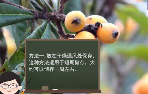 如何长时间储存枇杷 1