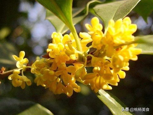 鲜桂花该怎么保存？ 1