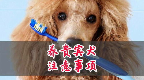 贵宾犬饲养必备指南：注意事项大全 2