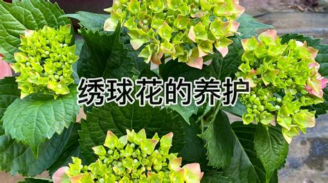 绣球花怎么养殖？ 3