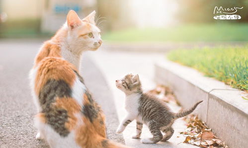 萌宠小奶猫超治愈视频大合集 2