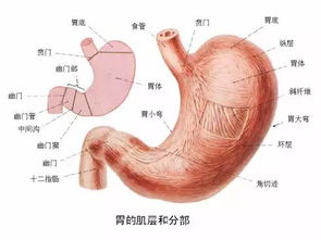 胃不好时，应该吃哪些食物来有效养胃？ 1