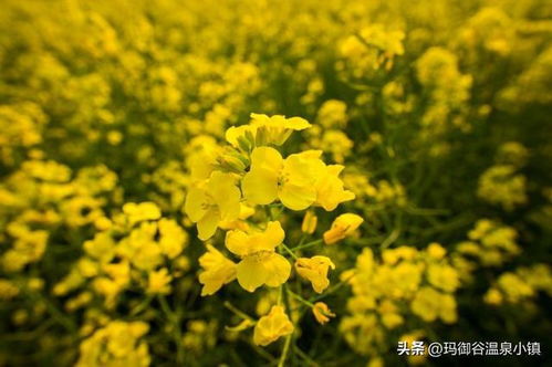 如何轻松种植春花树，打造春日美景 2