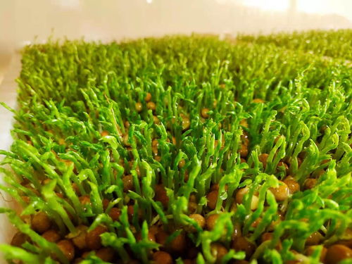 绿豆芽苗种植指南 3
