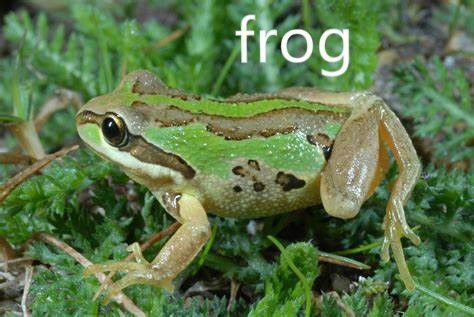 想知道‘frog’怎么读？一分钟带你正确发音，轻松掌握！ 1