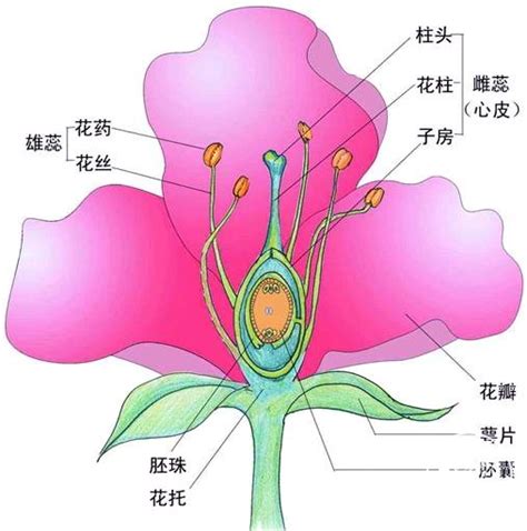 揭秘花朵的秘密：花萼与花冠的奇妙角色 4