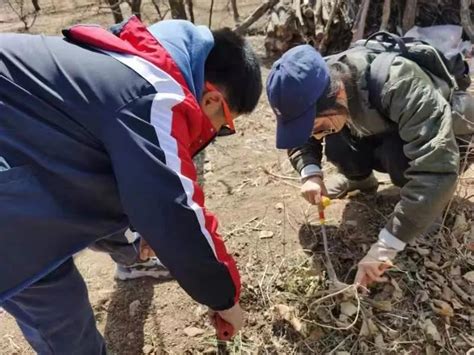 山间挖野菜秘籍：轻松学会采摘技巧 4