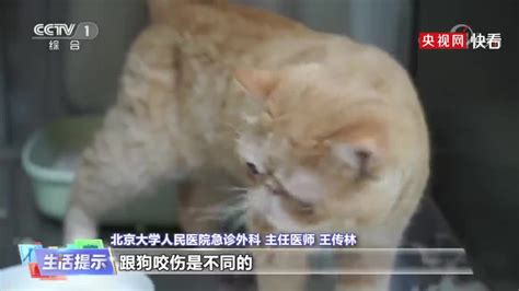 揭秘猫抓病的隐蔽信号：如何准确识别其症状？ 1