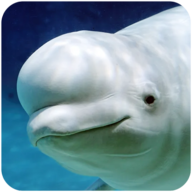 白鲸模拟器 v1.4.1