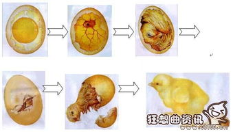 揭秘：未受精鸡蛋能否奇迹般孵出小鸡？ 3