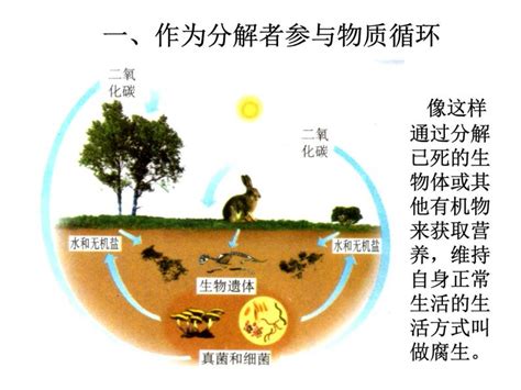 揭秘：细菌在自然界中的神奇作用 3