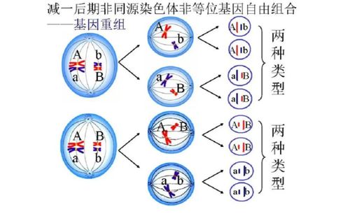 探索基因奥秘：一问一答带你秒懂基因名词解释 1